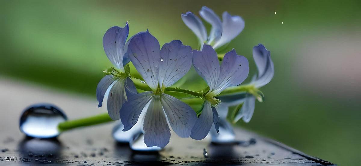 Silent Bloom In Rainlight 3 - Contemporary-Nature-Photography-Zen-Minimalist - Esmonbijouart