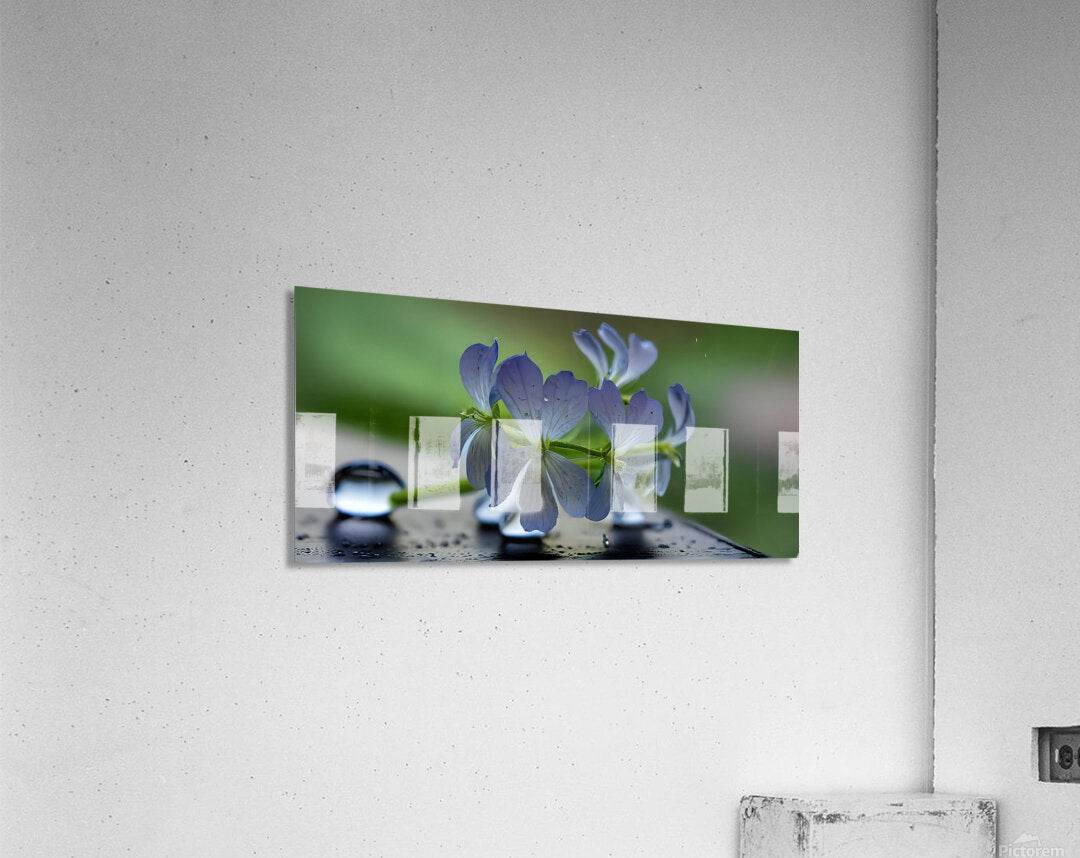 Silent Bloom In Rainlight 3 - Contemporary-Nature-Photography-Zen-Minimalist - Esmonbijouart 