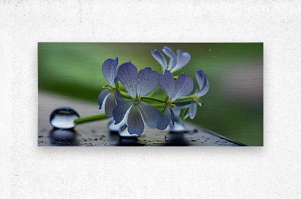 Silent Bloom In Rainlight 3 - Contemporary-Nature-Photography-Zen-Minimalist - Esmonbijouart 