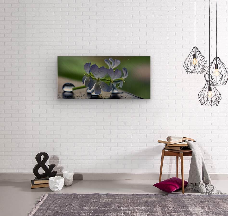 Silent Bloom In Rainlight 3 - Contemporary-Nature-Photography-Zen-Minimalist - Esmonbijouart 